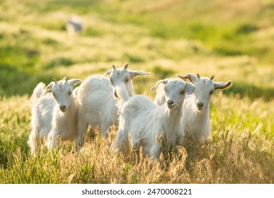 日本三级片视频网