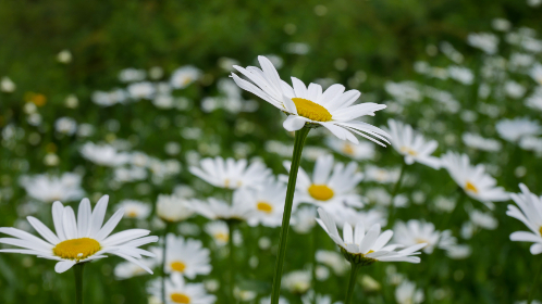 小雪涨开了灌满了