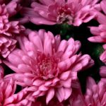 欧美日韩视频在线观看韩片 d352kts