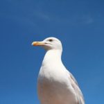 日本三级片在线观看免费 khbjj