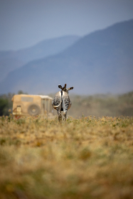 国产成年无码AV片在线
