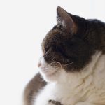 陈平江婉小说最新章节 vnqx4k