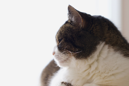 陈平江婉小说最新章节