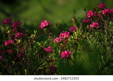 xxmh5012:探索xxmh5012的独特魅力与应用前景 xxmh5012:探索xxmh5012的独特魅力与应用前景