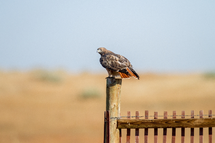 propulsion pronounce:掌握推进发音的技巧与方法解析 propulsion pronounce:掌握推进发音的技巧与方法解析