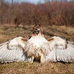 probrun官网入口在线观看:畅享无限精彩,尽在官方平台! y8jo68ytv