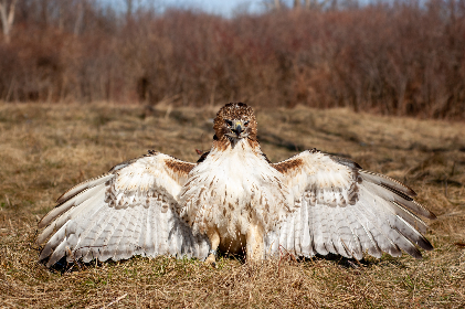 probrun官网入口在线观看：畅享无限精彩，尽在官方平台！